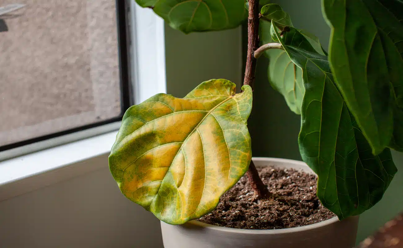 Plantas com folhas amarelas: Principais causas e como resolver