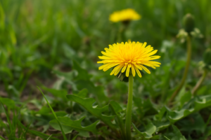 Como plantar dente-de-leão: guia completo