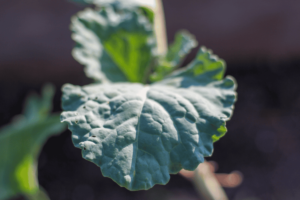 Como cultivar couve manteiga em casa passo a passo