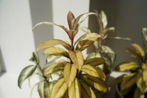 Por que minha planta está com folhas amarelas? Causas e soluções