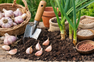 Como plantar alho em casa e colher cabeças grandes e saudáveis