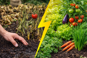7 erros que estão destruindo sua horta (mesmo sem perceber)