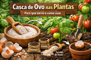 Casca de ovo nas plantas: para que serve e como usar