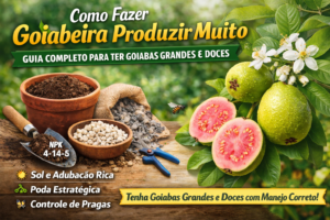 Como fazer a goiabeira produzir muito: guia completo