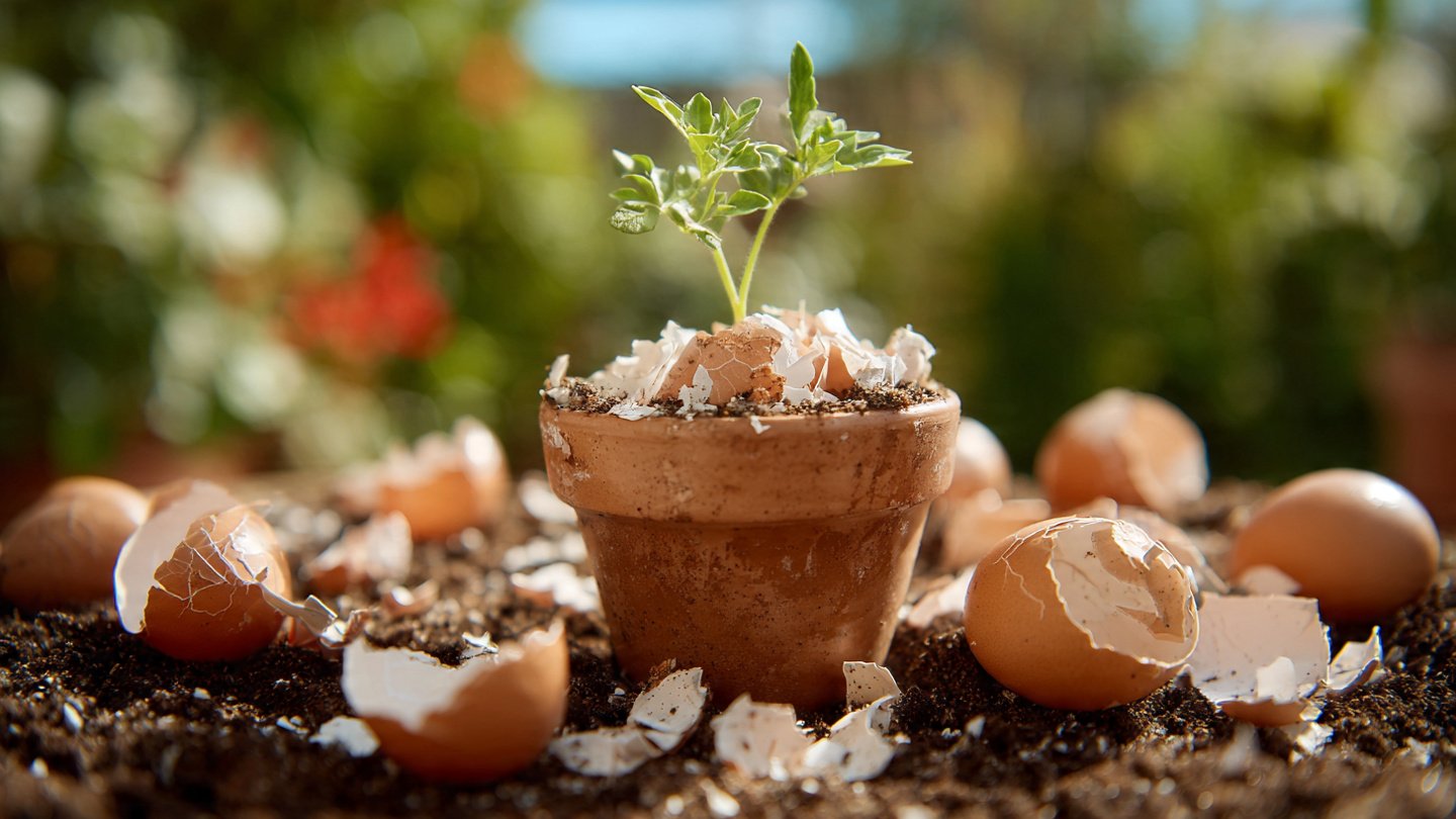 casca de ovo nas plantas