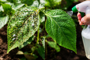 Como Eliminar Pragas das Plantas com Receita Caseira Poderosa