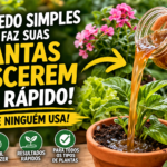 adubo líquido caseiro para plantas