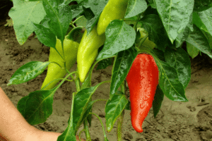 Como Plantar Pimenta em Casa e Ter Produção o Ano Inteiro